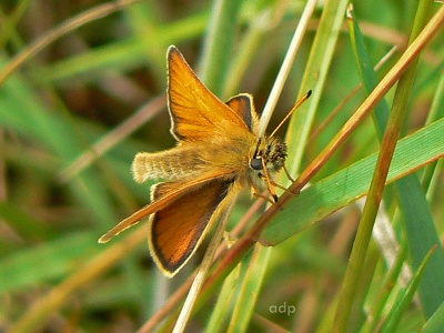 Essex Skipper male (Thymelicus lineola) Alan Prowse